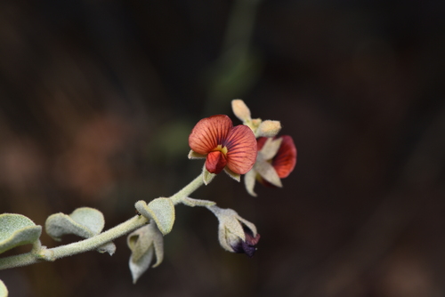 Isotropis atropurpurea, 2026-07-16
