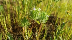 Pogogyne zizyphoroides