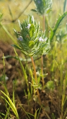 Pogogyne zizyphoroides