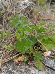 Heuchera richardsonii