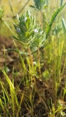 Pogogyne zizyphoroides