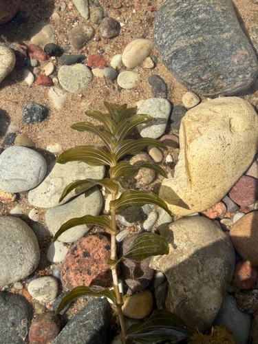 Perfoliate Pondweed