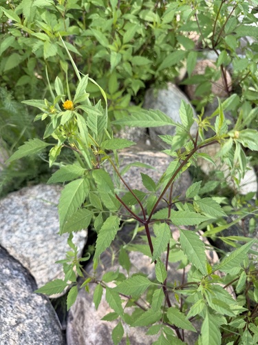 Devil's Beggarticks