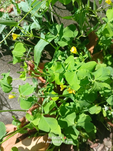 Creeping Woodsorrel