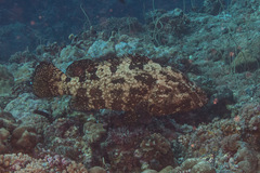Epinephelus fuscoguttatus