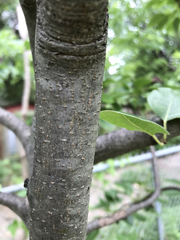 Pyrus pyrifolia