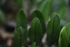 Microgramma squamulosa