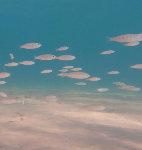 Striped Seabream