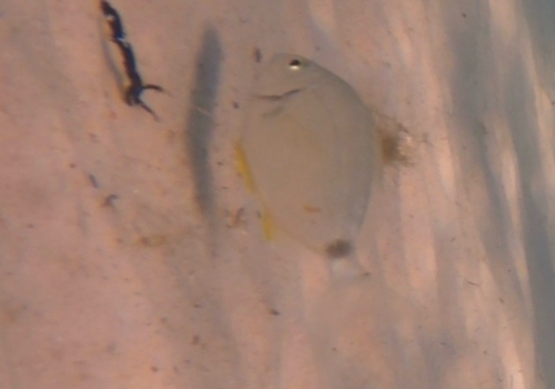 Annular Seabream