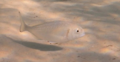 Gilthead Seabream