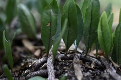 Microgramma squamulosa