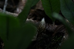 Microgramma squamulosa