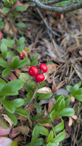 bearberry