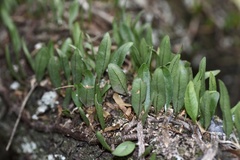 Microgramma squamulosa