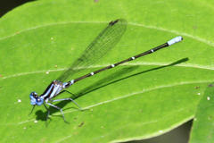Argia gaumeri