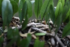 Microgramma squamulosa