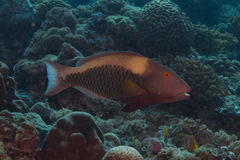 Cetoscarus ocellatus