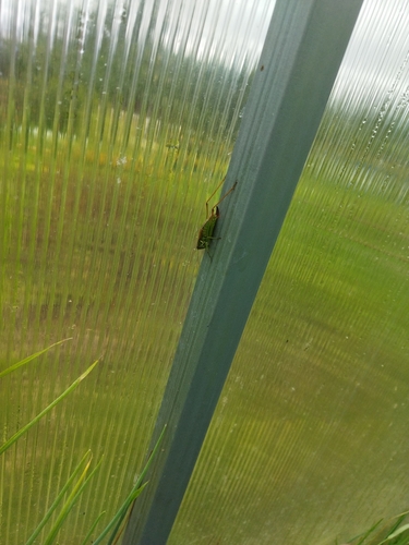 Roesel's Bush-cricket