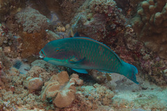 Chlorurus microrhinos