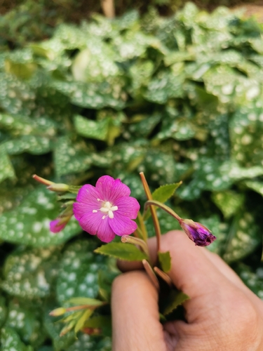 Great Willowherb