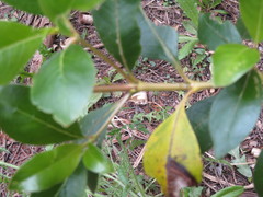 Coprosma macrocarpa minor