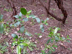 Coprosma macrocarpa minor