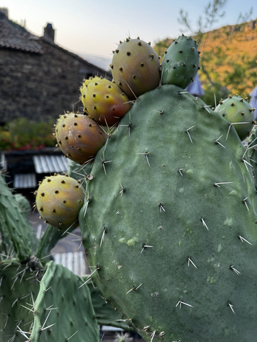 Opuntia hyptiacantha
