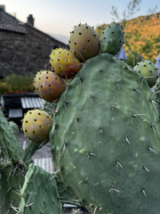 Opuntia hyptiacantha