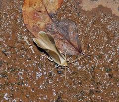 Eudulophasia invaria