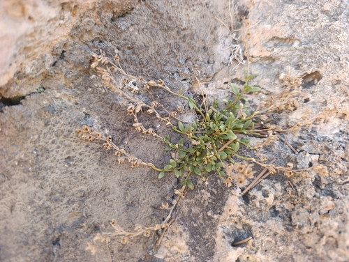 Malling Toadflax