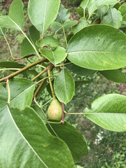 Pyrus pyrifolia