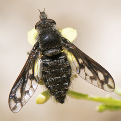 Conophorus fenestratus