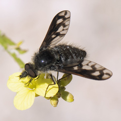 Conophorus fenestratus