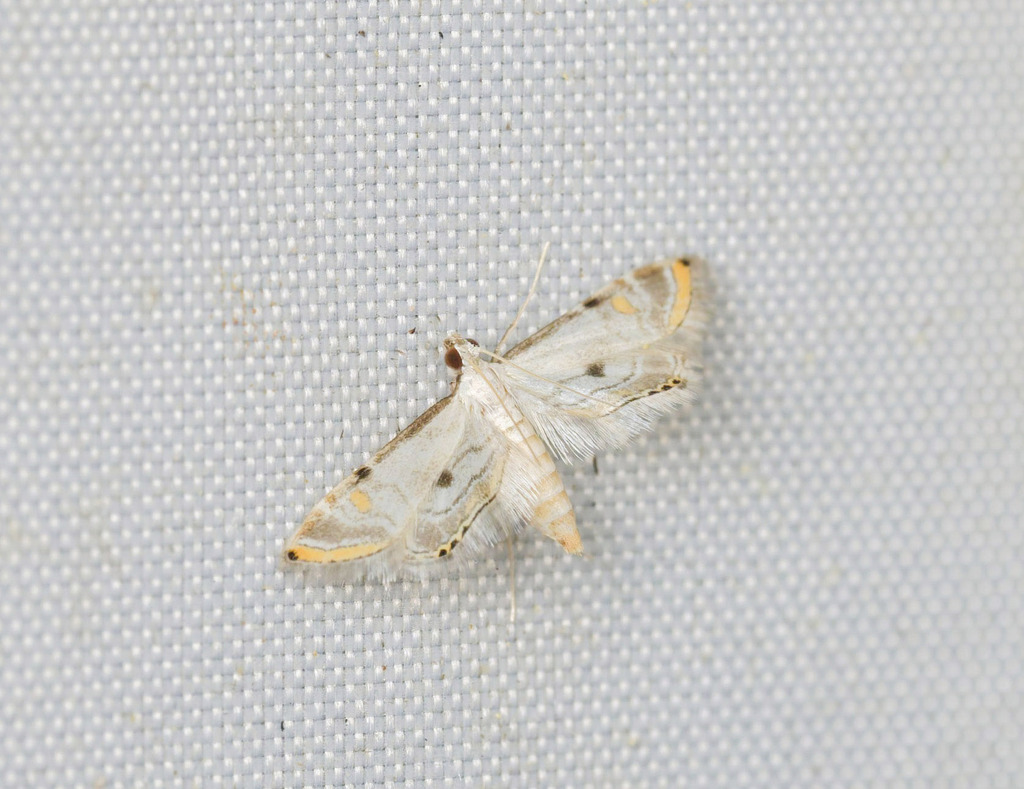 Eristena tanongchiti