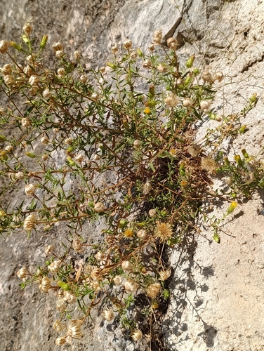 Chiliadenus glutinosus