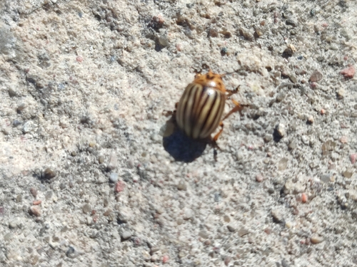 Colorado Potato Beetle