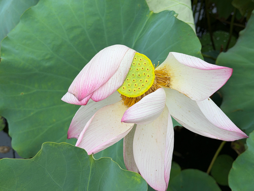 Sacred Lotus