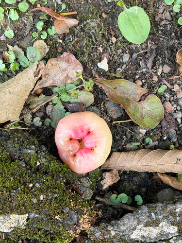 Syzygium samarangense observed 2026-08-12