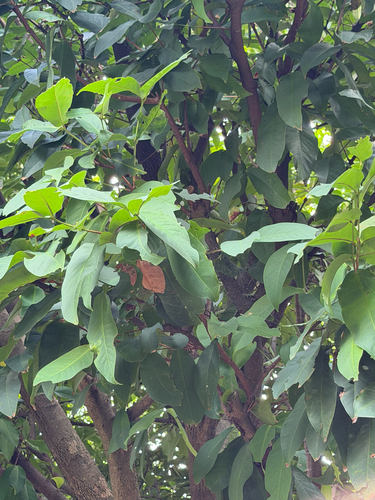 Syzygium samarangense observed 2026-08-12