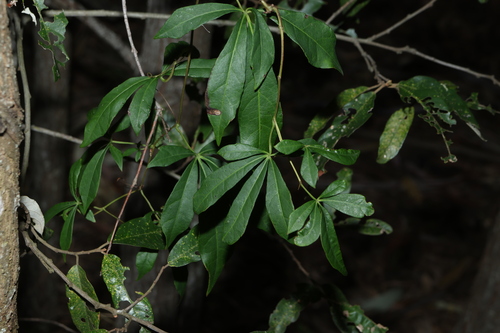 Clematicissus opaca, photograph 5