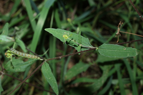 Sigesbeckia orientalis observed 2026-08-12