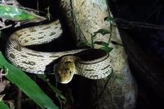 Elaphe carinata
