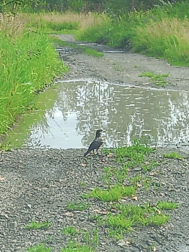 Northern Nutcracker