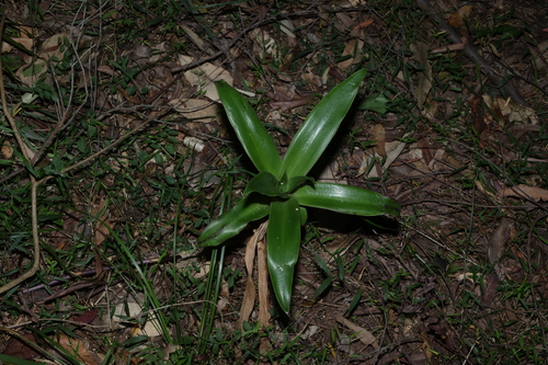 Callisia fragrans