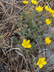 Potentilla concinna