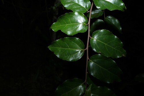 Flacourtia jangomas, photograph 6