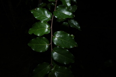 Flacourtia jangomas, photograph (c) Greg Tasney, some rights reserved (CC BY-SA)