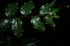 Flacourtia jangomas, photograph (c) Greg Tasney, some rights reserved (CC BY-SA)