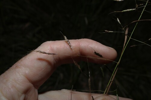 Capillipedium spicigerum, photograph 5