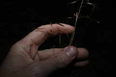 Capillipedium spicigerum, photograph (c) Greg Tasney, some rights reserved (CC BY-SA)